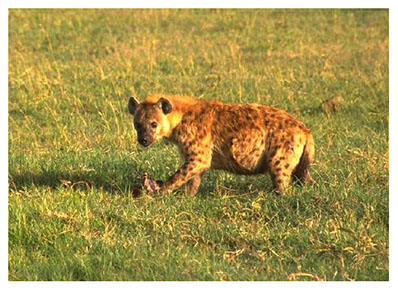 real_hyenas